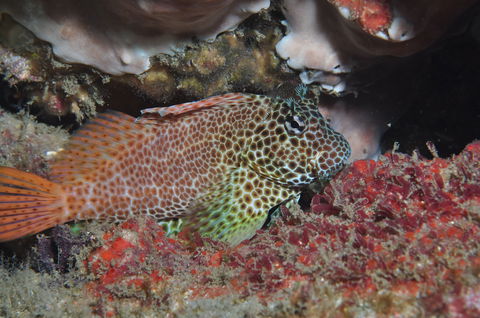 Nine Mile Reef Dive Site - Surfers Paradise Gold Coast 0