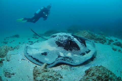 Nine Mile Reef Dive Site - Surfers Paradise Gold Coast 1