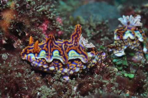 Nine Mile Reef Dive Site - Surfers Paradise Gold Coast 2