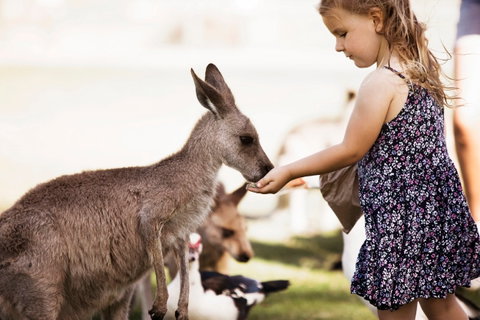 Oakvale Wildlife Park - Surfers Paradise Gold Coast 1