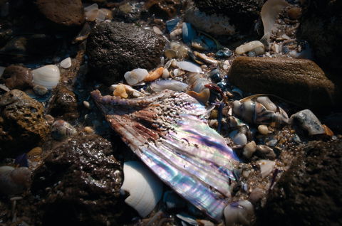 Point Cook Marine Sanctuary - Surfers Paradise Gold Coast 1
