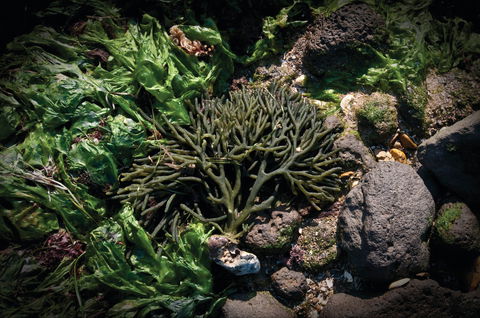 Point Cook Marine Sanctuary - Surfers Paradise Gold Coast 2