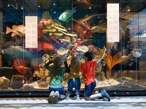 Queensland Museum - Surfers Paradise Gold Coast 1