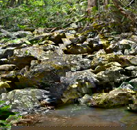 Booyong Walking Track - Surfers Paradise Gold Coast