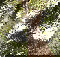 Coachwood Loop Track - Surfers Paradise Gold Coast