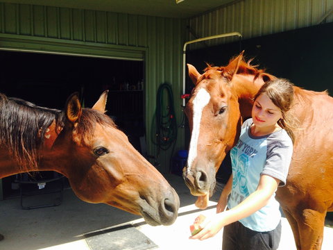 Iris Lodge Alpacas - Surfers Paradise Gold Coast 0