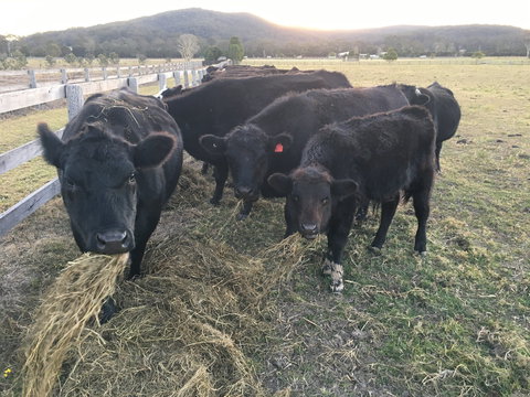 Iris Lodge Alpacas - Surfers Paradise Gold Coast 1