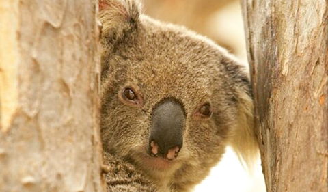 Koala Reserve - Surfers Paradise Gold Coast 0
