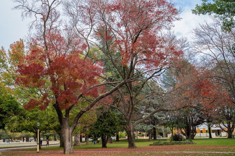 Queanbeyan Central Park - Surfers Paradise Gold Coast 1