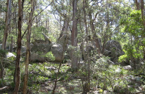 Tallaganda National Park - Surfers Paradise Gold Coast 0