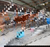 The Equine Club - Surfers Paradise Gold Coast