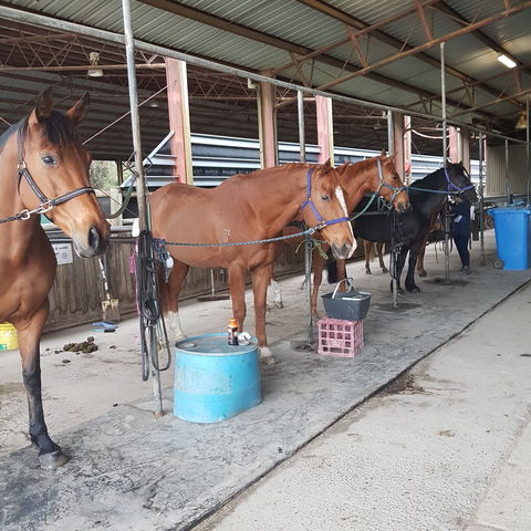 The Equine Club - Surfers Paradise Gold Coast 0
