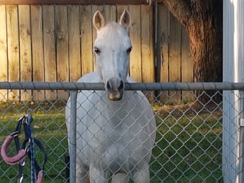 The Equine Club - Surfers Paradise Gold Coast 2