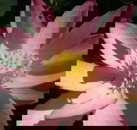 Wallis Creek Water Garden - Surfers Paradise Gold Coast