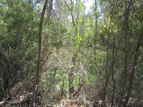 Wangaratta Common Nature Conservation Reserve - Surfers Paradise Gold Coast 0