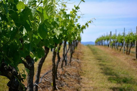 Hunter Valley Wine Tour Ex Newcastle Incl Lunch, Cheese, Chocolate & Distillery - Surfers Paradise Gold Coast 9