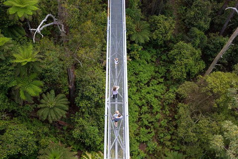Illawarra Fly Treetop Adventures Treetop Walk Admission Ticket - Surfers Paradise Gold Coast 4