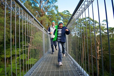 Illawarra Fly Treetop Adventures Treetop Walk Admission Ticket - Surfers Paradise Gold Coast 7