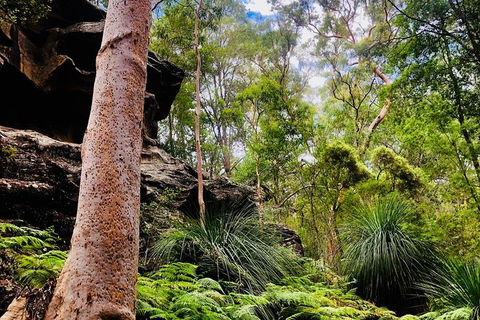 Kayak Berowra Valley - Surfers Paradise Gold Coast 19