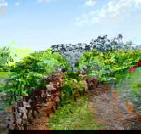 Tintilla Estate Wine Tasting with a Meat and Cheese Platter - Surfers Paradise Gold Coast
