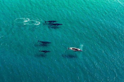 40-45 Minute Port Stephens And Stockton Beach Helicopter Flight - For 2 - Surfers Paradise Gold Coast 5