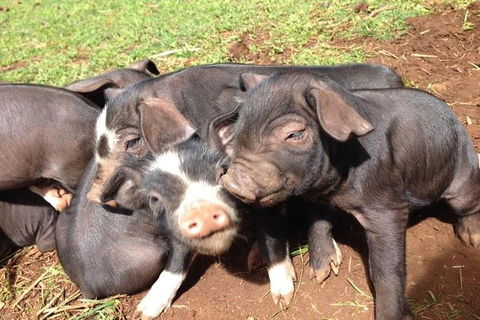 Paddock To Plate Farm Tour And Tasting - Surfers Paradise Gold Coast 9
