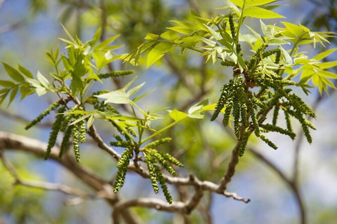 Pecan Farm Tour And Workshop, Byron Bay Hinterland - Surfers Paradise Gold Coast 2
