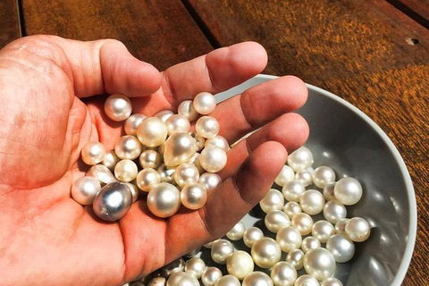 Australian Pearl Experience & Kangaroo Encounter Day Trip From Sydney - Surfers Paradise Gold Coast 0