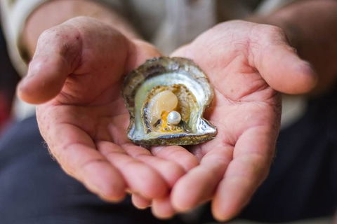 Australian Pearl Experience & Kangaroo Encounter Day Trip From Sydney - Surfers Paradise Gold Coast 3