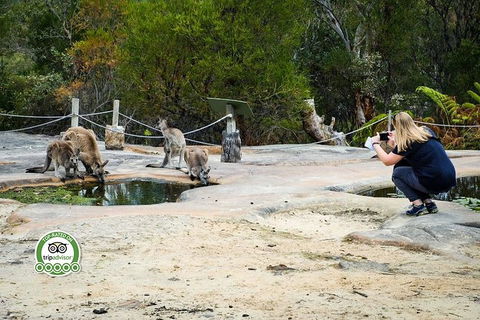 Australian Pearl Experience & Kangaroo Encounter Day Trip From Sydney - Surfers Paradise Gold Coast 4