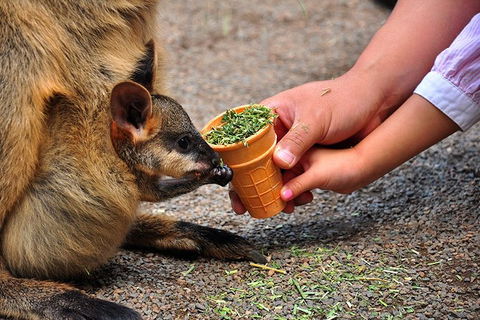 Blue Mountains Highlights & Wildlife Park - Surfers Paradise Gold Coast 3
