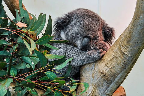 Blue Mountains Highlights, Wildlife Park And Scenic World Full Day Private Tour - Surfers Paradise Gold Coast 1