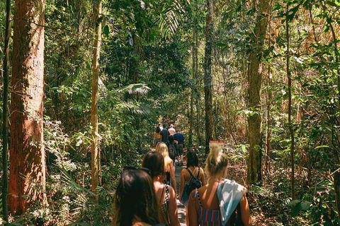 Atherton Tablelands Waterfalls And Rainforest Day Tour Departing Cairns - Surfers Paradise Gold Coast 10