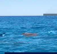 Noosa Wild Dolphin Safari - Surfers Paradise Gold Coast