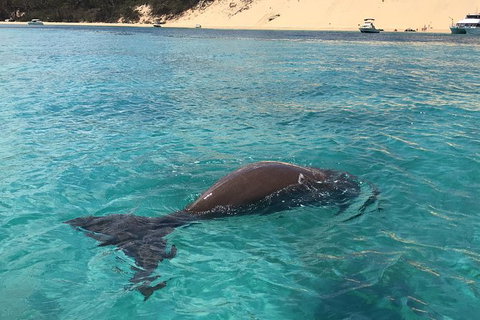 Eco Marine Safari - Boom Netting & Snorkeling Moreton Island - Roma St Transfers - Surfers Paradise Gold Coast 7