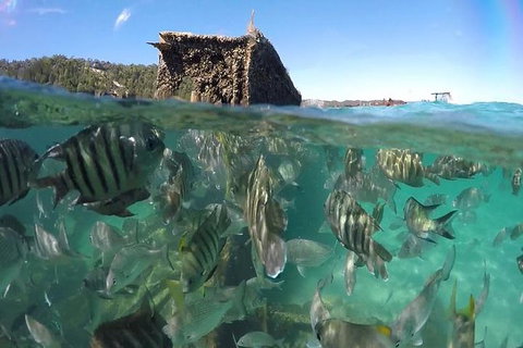 Eco Marine Safari - Boom Netting & Snorkeling Moreton Island - Roma St Transfers - Surfers Paradise Gold Coast 10