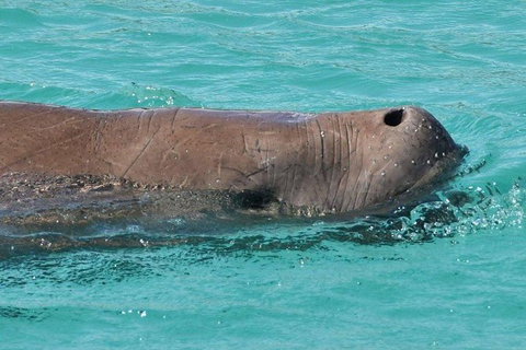 Eco Marine Safari - Boom Netting & Snorkeling Moreton Island - Roma St Transfers - Surfers Paradise Gold Coast 6