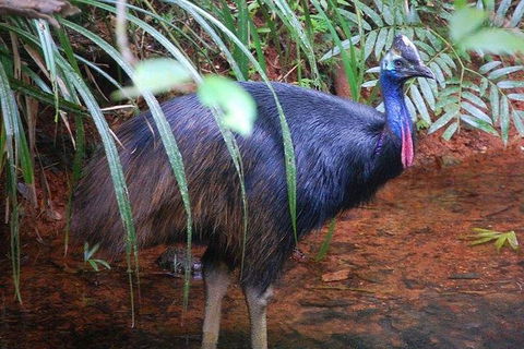 Daintree Discovery Centre Family Pass Ticket - Surfers Paradise Gold Coast 7