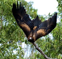 5-Day Cunnamulla Outback Wildlife Backpacking Tour from Brisbane - Surfers Paradise Gold Coast