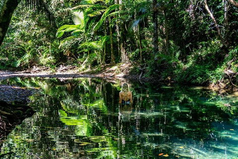 Daintree And Cape Tribulation Full Day Guided Tour - Surfers Paradise Gold Coast 8