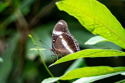 Daintree And Cape Tribulation Full Day Guided Tour - Surfers Paradise Gold Coast 6