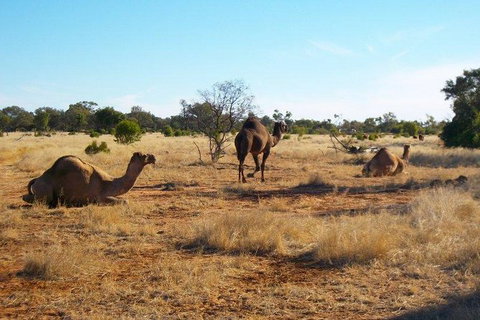 8-Day Authentic Outback Adventure Tour Of Cunnamulla Including Round-Trip Air Transfer From Brisbane - Surfers Paradise Gold Coast 1