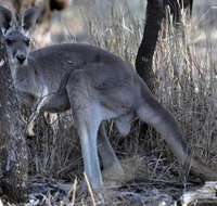 8-Day Authentic Outback Adventure Tour of Cunnamulla Including Round-Trip Air Transfer from Brisbane - Surfers Paradise Gold Coast