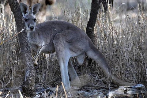 8-Day Authentic Outback Adventure Tour Of Cunnamulla Including Round-Trip Air Transfer From Brisbane - Surfers Paradise Gold Coast 0