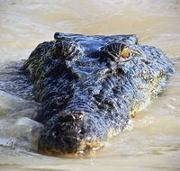 1 Day Rockhampton Highlights Private Tour with Pickup - Surfers Paradise Gold Coast