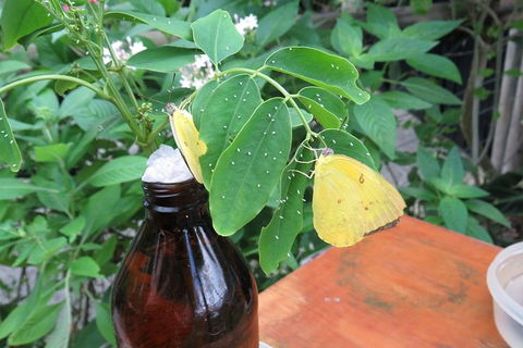 Australian Butterfly Sanctuary- Virtual Interactive Tour With Private Guide - Surfers Paradise Gold Coast 5