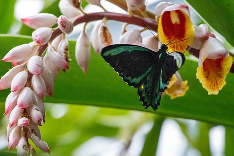Australian Butterfly Sanctuary- Virtual Interactive Tour With Private Guide - Surfers Paradise Gold Coast 0