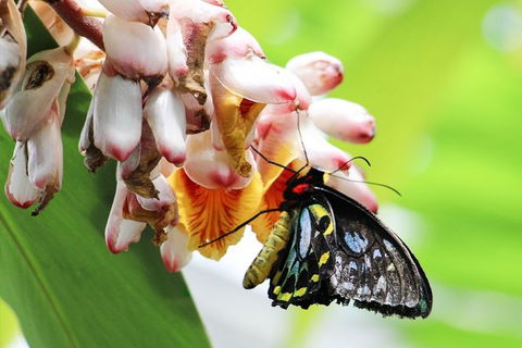 Australian Butterfly Sanctuary- Virtual Interactive Tour With Private Guide - Surfers Paradise Gold Coast 7
