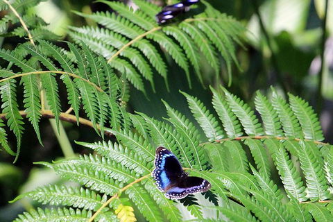 Australian Butterfly Sanctuary- Virtual Interactive Tour With Private Guide - Surfers Paradise Gold Coast 3