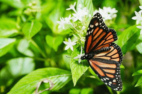 Australian Butterfly Sanctuary- Virtual Interactive Tour With Private Guide - Surfers Paradise Gold Coast 4